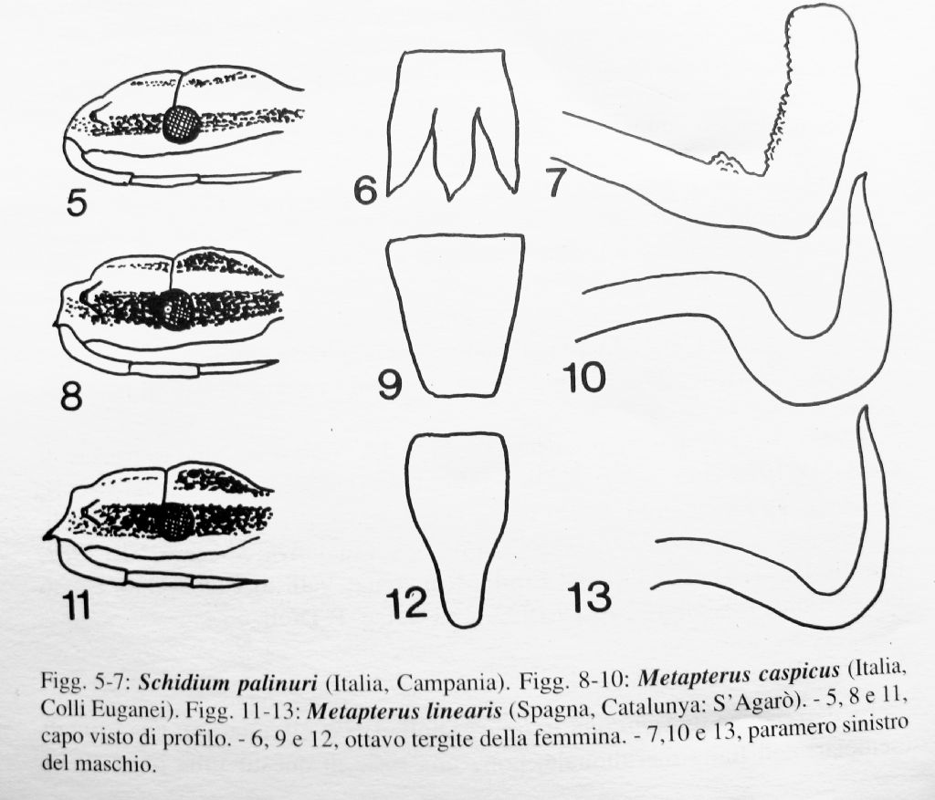 Reduviidae: Ischnonyctes barbarus di Sardegna (OR)